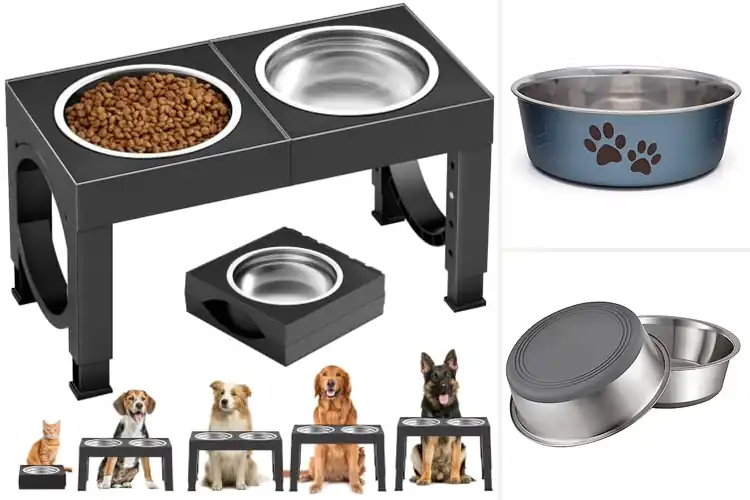 Detailed view of Best Dog Bowls: How to Choose the Perfect Fit for Your Pet